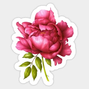 Pink peony Sticker